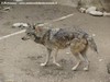 Lupi allo zoo di Tashkent, la capitale dellUzbekistan